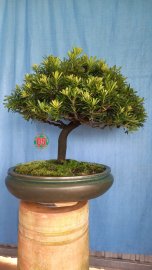 Tùng kim cương zin đang lên búp nhìn rất phê