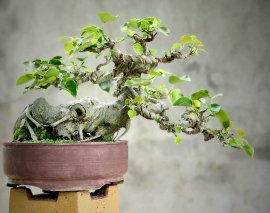Bồ đề già mini để bàn dáng quái đẹp