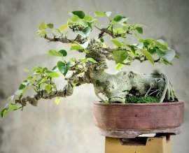 Bồ đề già mini để bàn dáng quái đẹp
