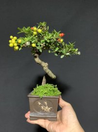 Hải châu full hoa trái rể quái già khú mini để bàn