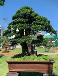 Tác phẩm hải châu khủng