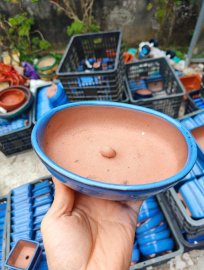 Chậu mini
