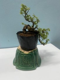 Sam hương lá cẩm thạch