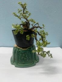 Sam hương lá cẩm thạch
