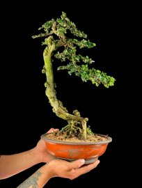 Văn nhân sam núi trái khai thác mini để bàn