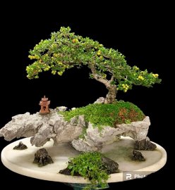 Tác phẩm hải châu mời ae thưởng lãm