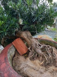 Tùng la hán thác đổ cây già cắt giật rất là phê..