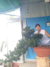 Tùng la hán thác đổ cây già cắt giật rất là phê..