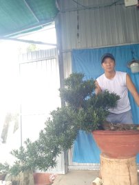 Tùng la hán thác đổ cây già cắt giật rất là phê..
