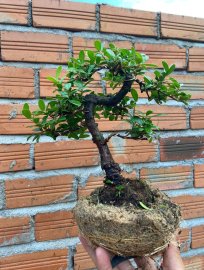 Hải châu lá nhỏ mini giao lưu