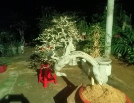 Cây duối