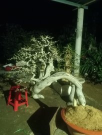 Cây duối