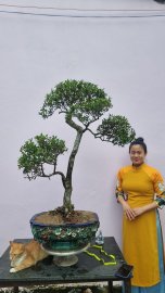 Hải châu lá nhỏ cây rin đang trái