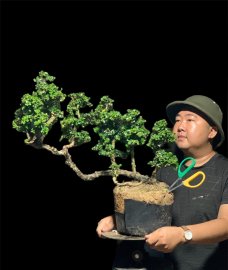 Rừng trên thân sam núi trái khai thác