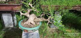 Sam hương giá vài triệu