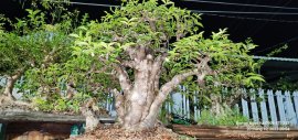 Mai chiếu thủy lá lớn 15 triệu cho anh em sưu tầm