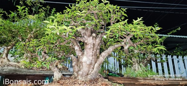 Mai chiếu thủy lá lớn 15 triệu cho anh em sưu tầm