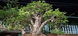 Mai chiếu thủy lá lớn 15 triệu cho anh em sưu tầm