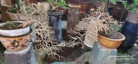 Cặp đôi hoàn cảnh giá 15 triệu 
