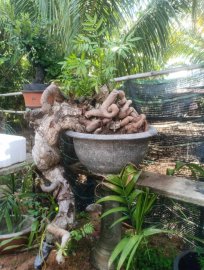 Cây cóc dáng đổ