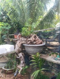 Cây cóc dáng đổ