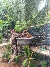 Cây cóc dáng đổ