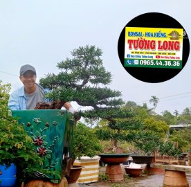 Tùng la hán thác đổ đã lên chậu!!