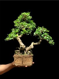 Hải châu sông cầu