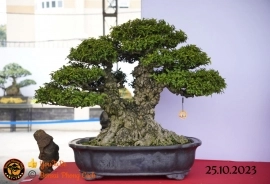 Một số tác phẩn bonsai đang trưng bài tại dĩ an bình dương (P1)