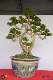 Một số tác phẩn bonsai đang trưng bài tại dĩ an bình dương (P2)