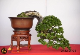Một số tác phẩn bonsai đang trưng bài tại dĩ an bình dương (P2)