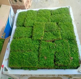 Rêu trân châu đẹp lắm luôn ạ