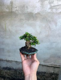 Siu mini sam trái