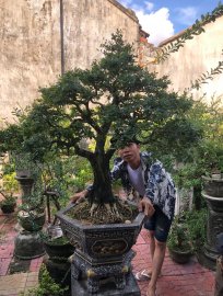 Bộ suu tập linh sam (P2)