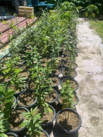 Mai đọt xanh Quảng Nam 2 năm tuổi Gl ae