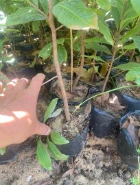 Mai đọt xanh Quảng Nam 2 năm tuổi Gl ae