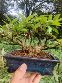 Cụm rừng trên tay