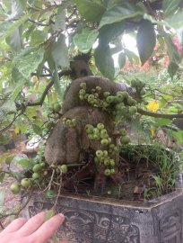 Sung bonsai