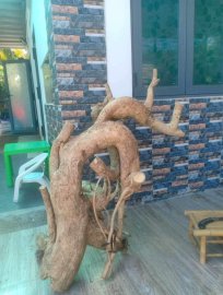 Demo Bonsai