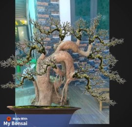 Demo Bonsai