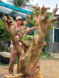 Cây duối, hoàng anh mộc