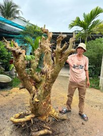 Cây duối, hoàng anh mộc