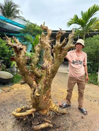 Cây duối, hoàng anh mộc