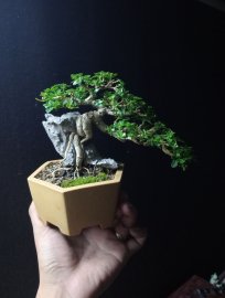 Indo premna tree