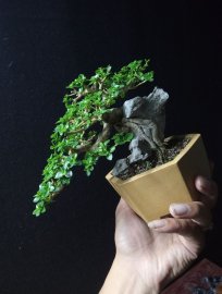 Indo premna tree