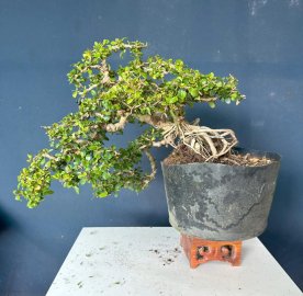 Antidesma acidum tree