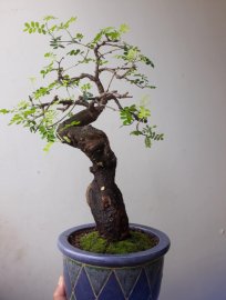 Em Tùng Me trực lắc văn nhân...