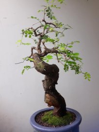 Em Tùng Me trực lắc văn nhân...