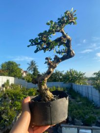 Antidesma acidum tree