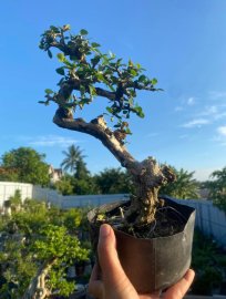 Antidesma acidum tree